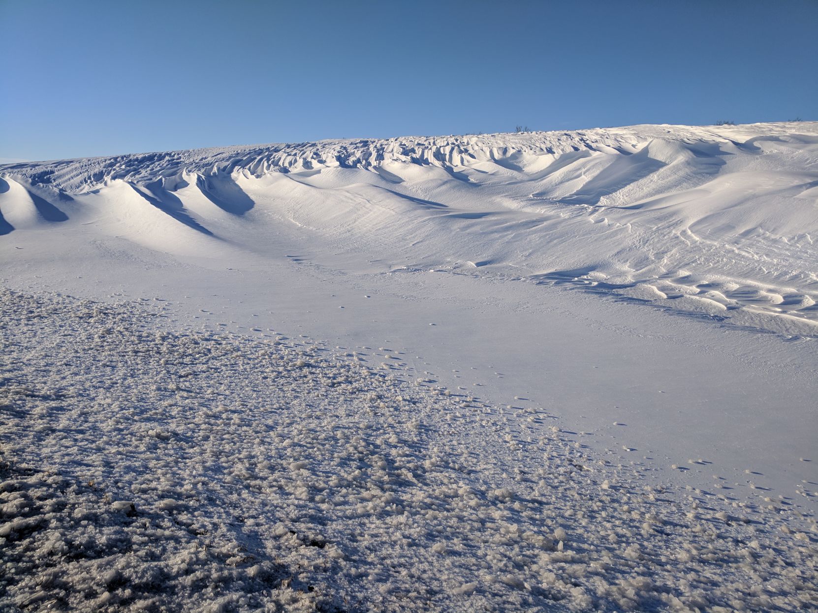 Blizzard Beauty